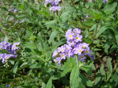 跡見群芳譜(外来植物譜 ヘリオトロープ)